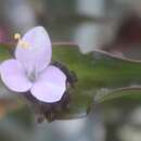 Image of Buckley's spiderwort