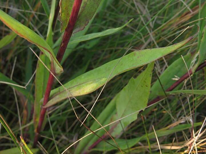 Image of Symphyotrichum laeve var. laeve