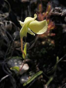 Image of Pterygodium platypetalum Lindl.