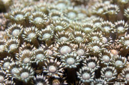 Image of anemone coral