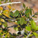 Sivun Diospyros grisebachii (Hiern) Standl. kuva