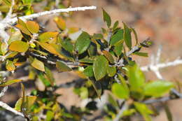 Image of Diospyros grisebachii (Hiern) Standl.