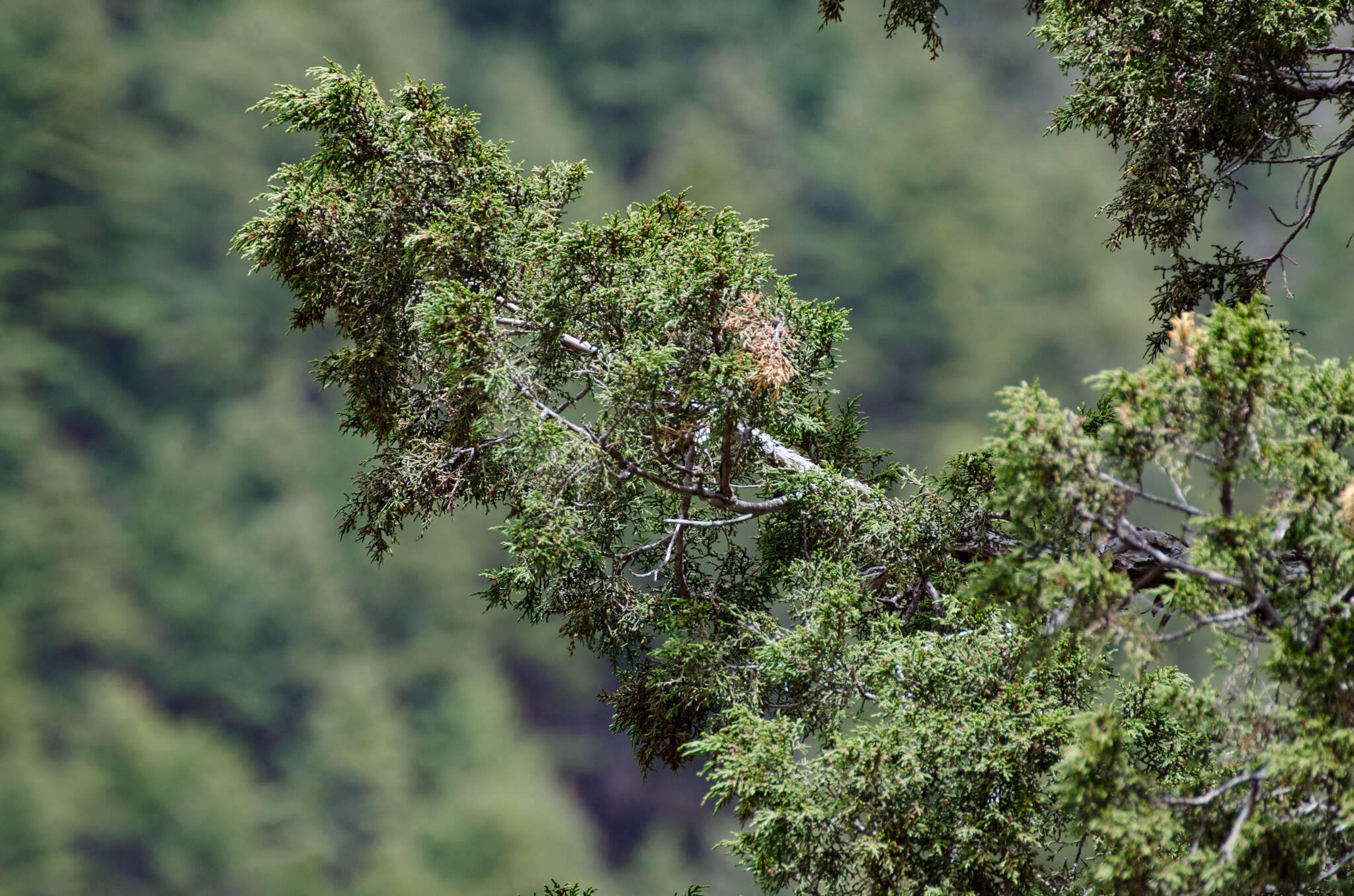 صورة Juniperus indica Bertol.