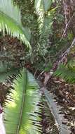 Image of Ground Cycad