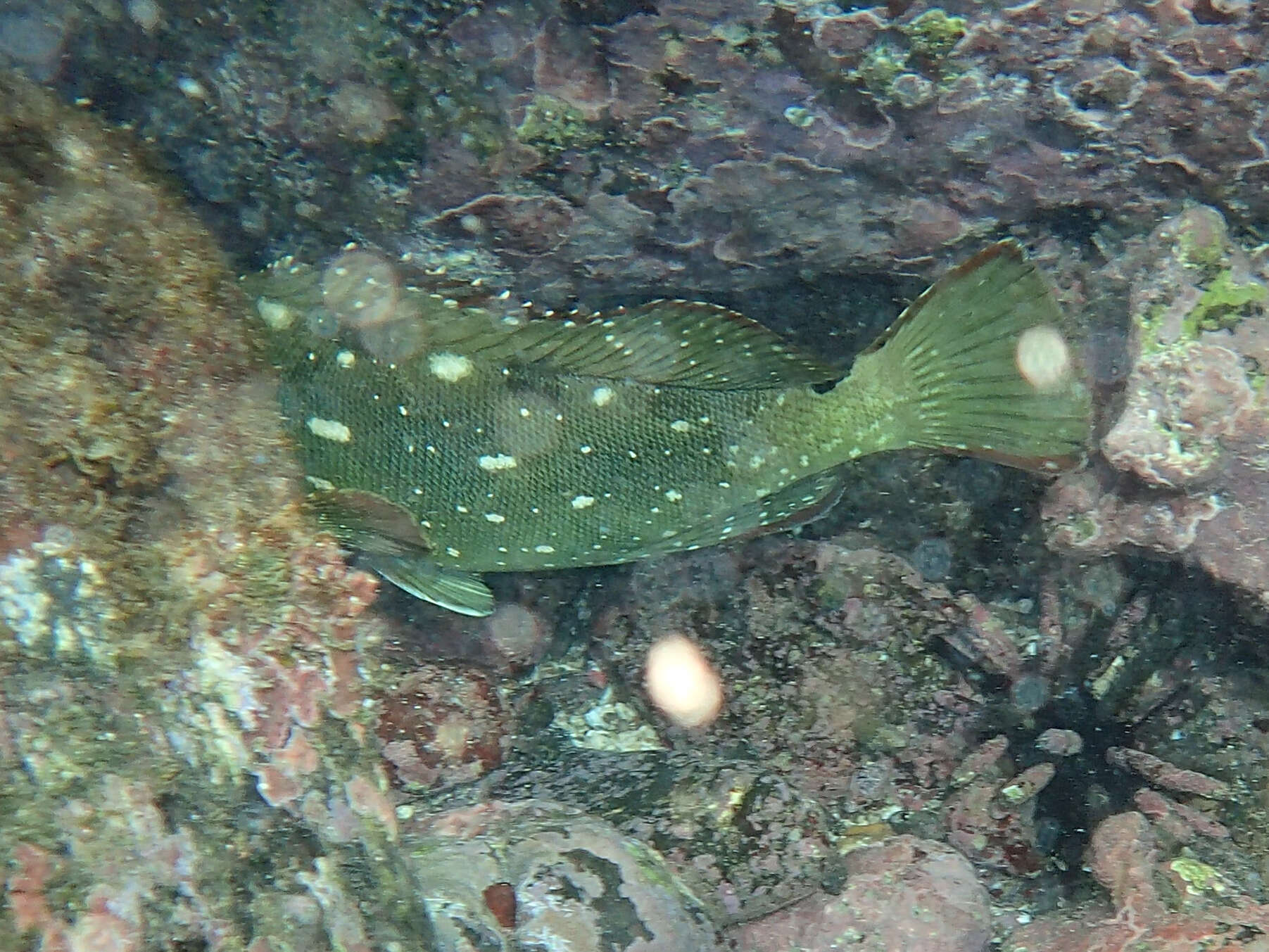 Imagem de Epinephelus labriformis (Jenyns 1840)