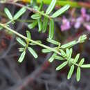 Image of <i>Indigofera <i>angustifolia</i></i> var. angustifolia