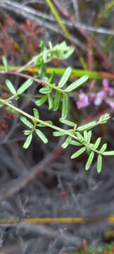Image of <i>Indigofera <i>angustifolia</i></i> var. angustifolia