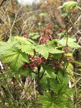 Image of trailing black currant