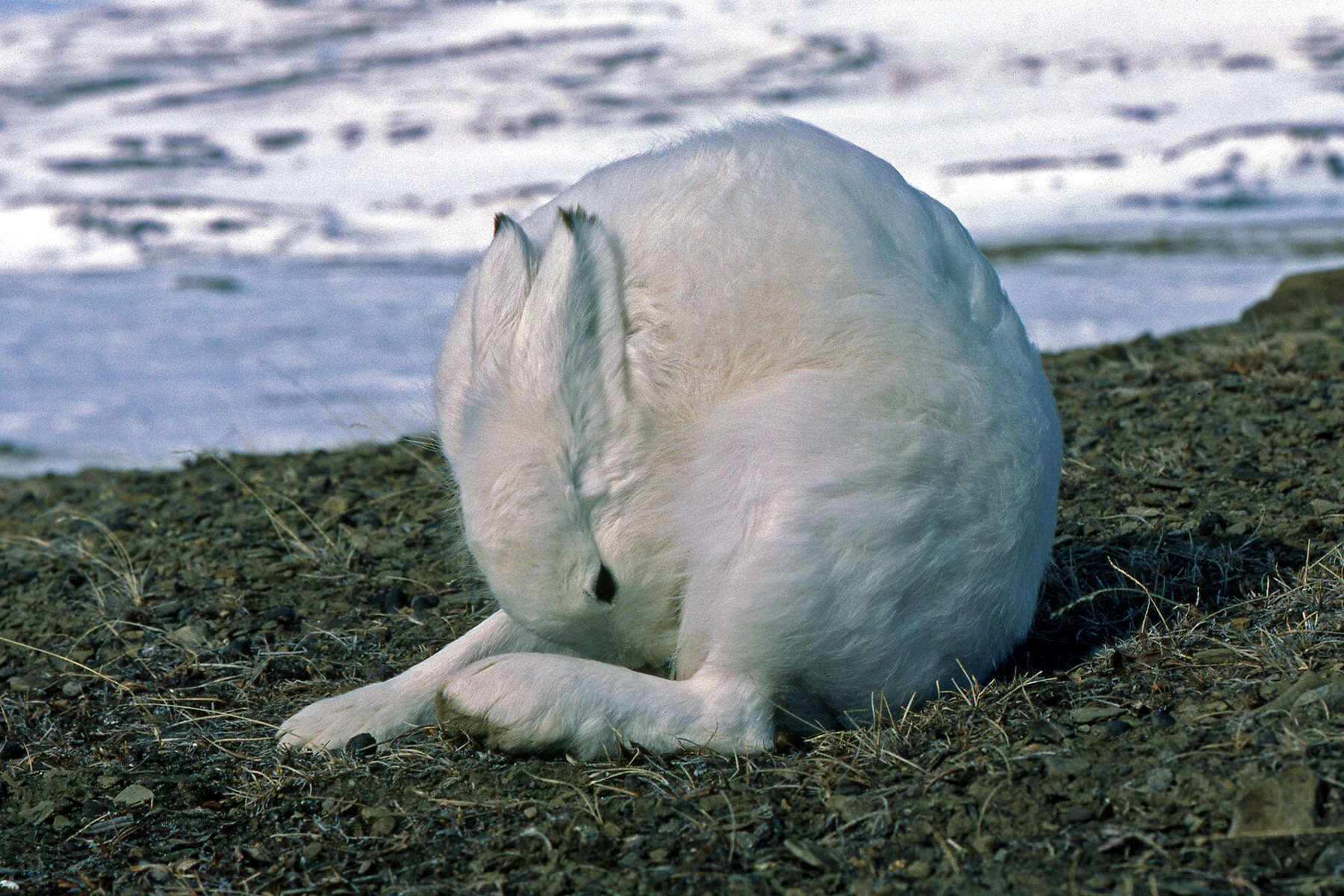 Image de Lièvre arctique