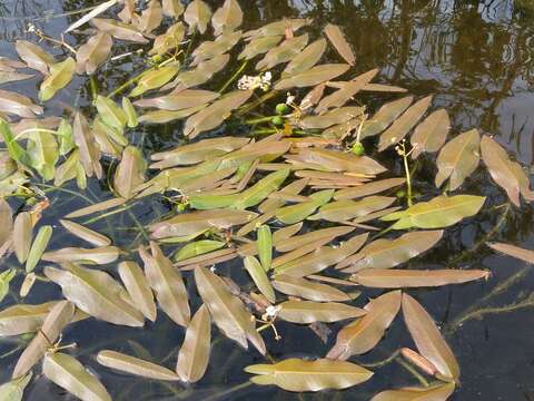 Imagem de Sagittaria natans Pall.