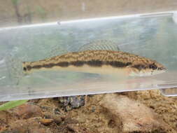 Image of Blackside Darter