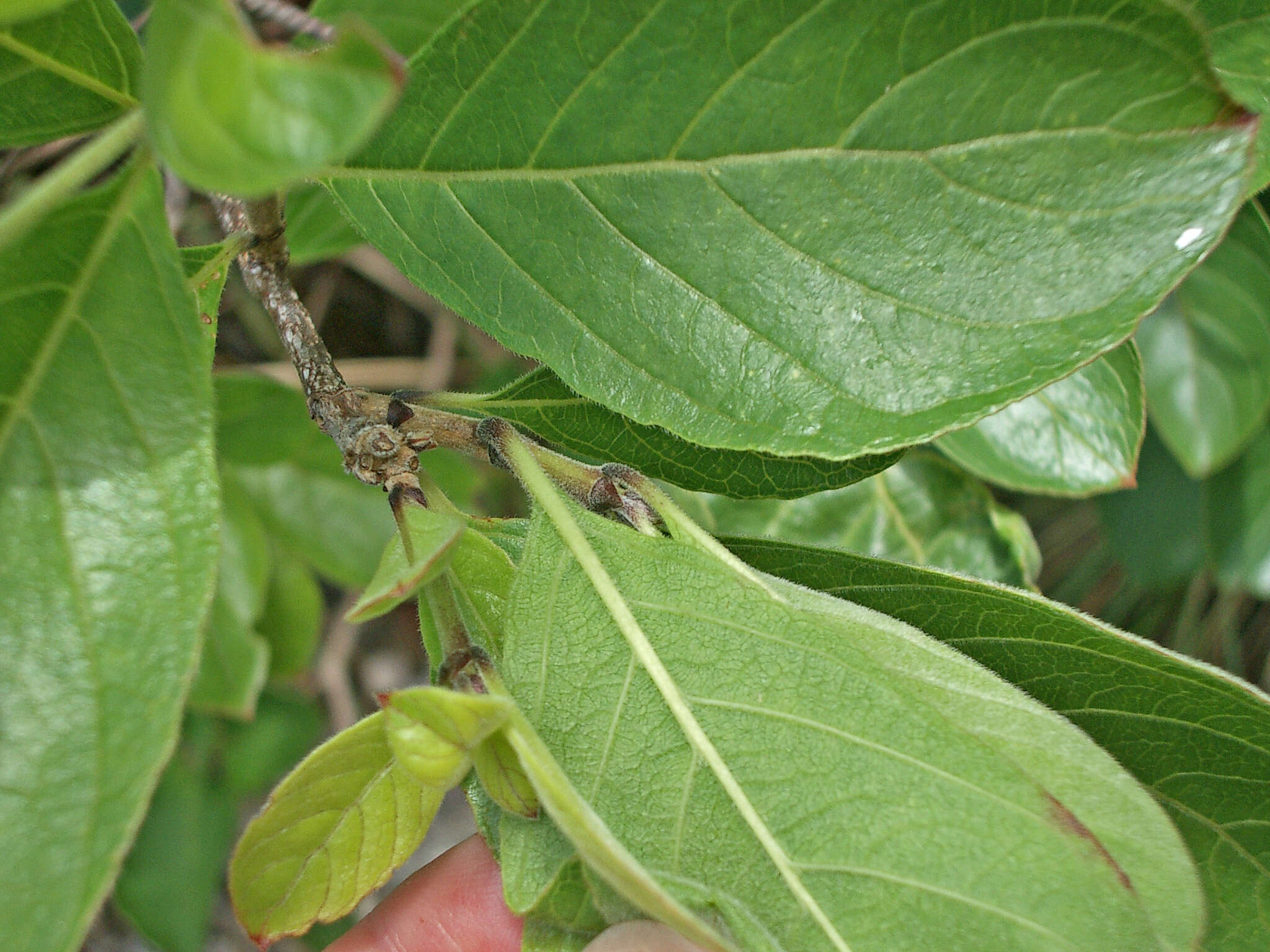 Image of Chomelia ribesioides Benth. ex A. Gray