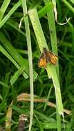 Image of Ancyloxypha aurea Hayward 1940