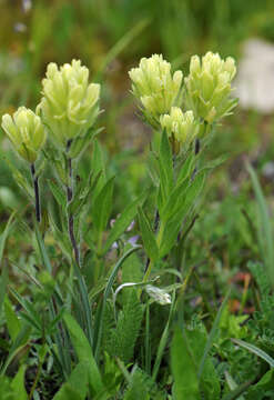 Image of beautiful Indian paintbrush