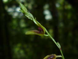 Imagem de Stelis segoviensis (Rchb. fil.) Pridgeon & M. W. Chase