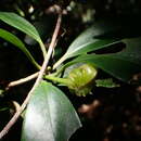 Image of Illicium arborescens Hayata