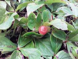 صورة Vaccinium praestans Lamb.