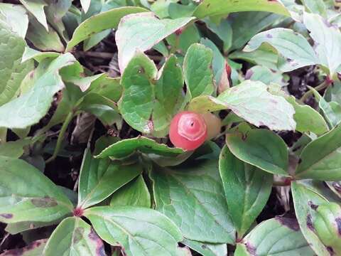 Image de Vaccinium praestans Lamb.