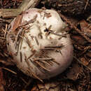 Image of Russula amethystina Quél. 1898