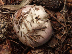 Image of Russula amethystina Quél. 1898