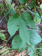 Image of Humulus lupulus var. lupulus