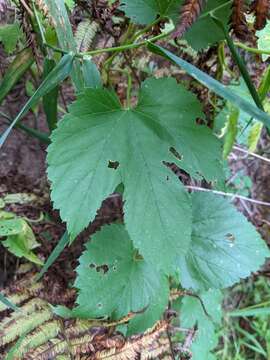 Image of Humulus lupulus var. lupulus