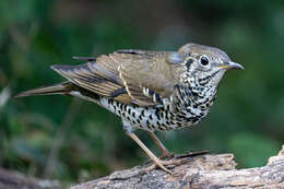 Image of Long-tailed Thrush