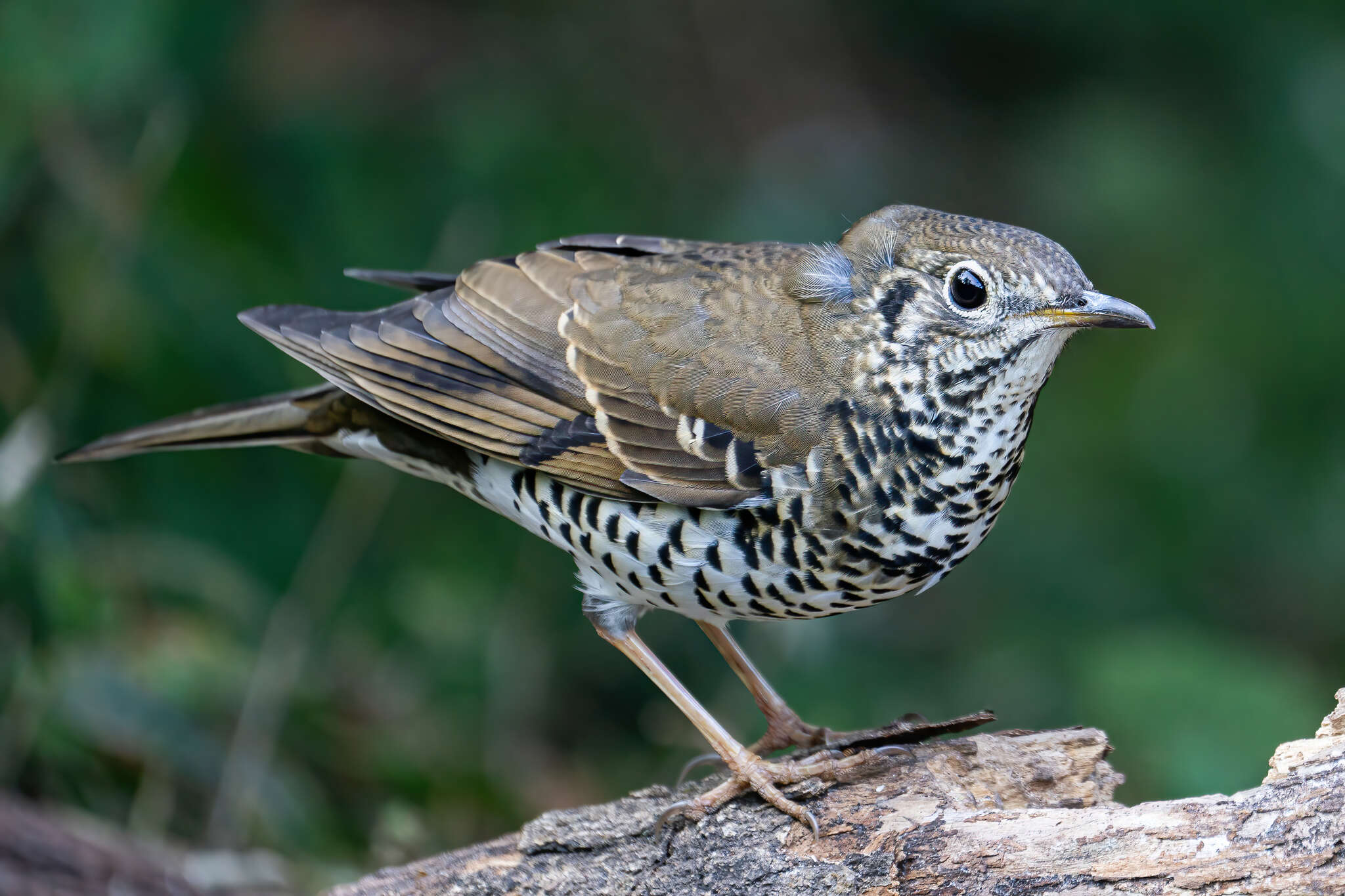 Image of Long-tailed Thrush