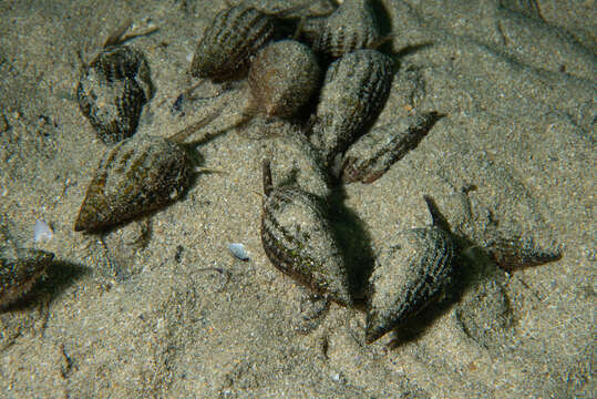 Image of netted dog whelk