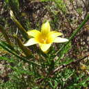 Image of Romulea elliptica M. P. de Vos