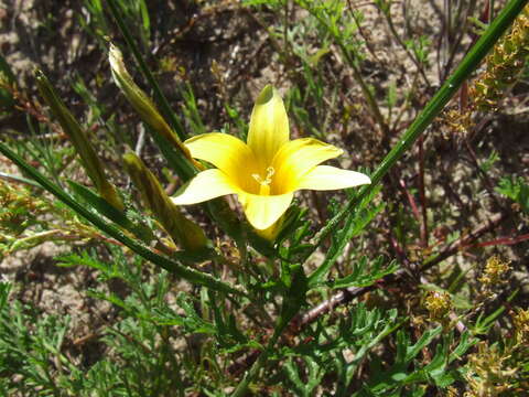 Image of Romulea elliptica M. P. de Vos