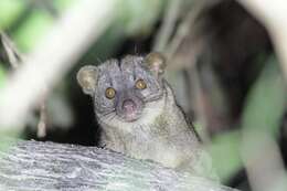 Image of African palm civets