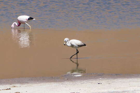 Image of James's Flamingo