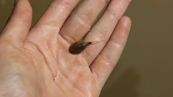 Image of Tadpole shrimp