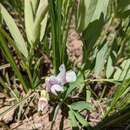 Imagem de Lathyrus lanszwertii var. leucanthus