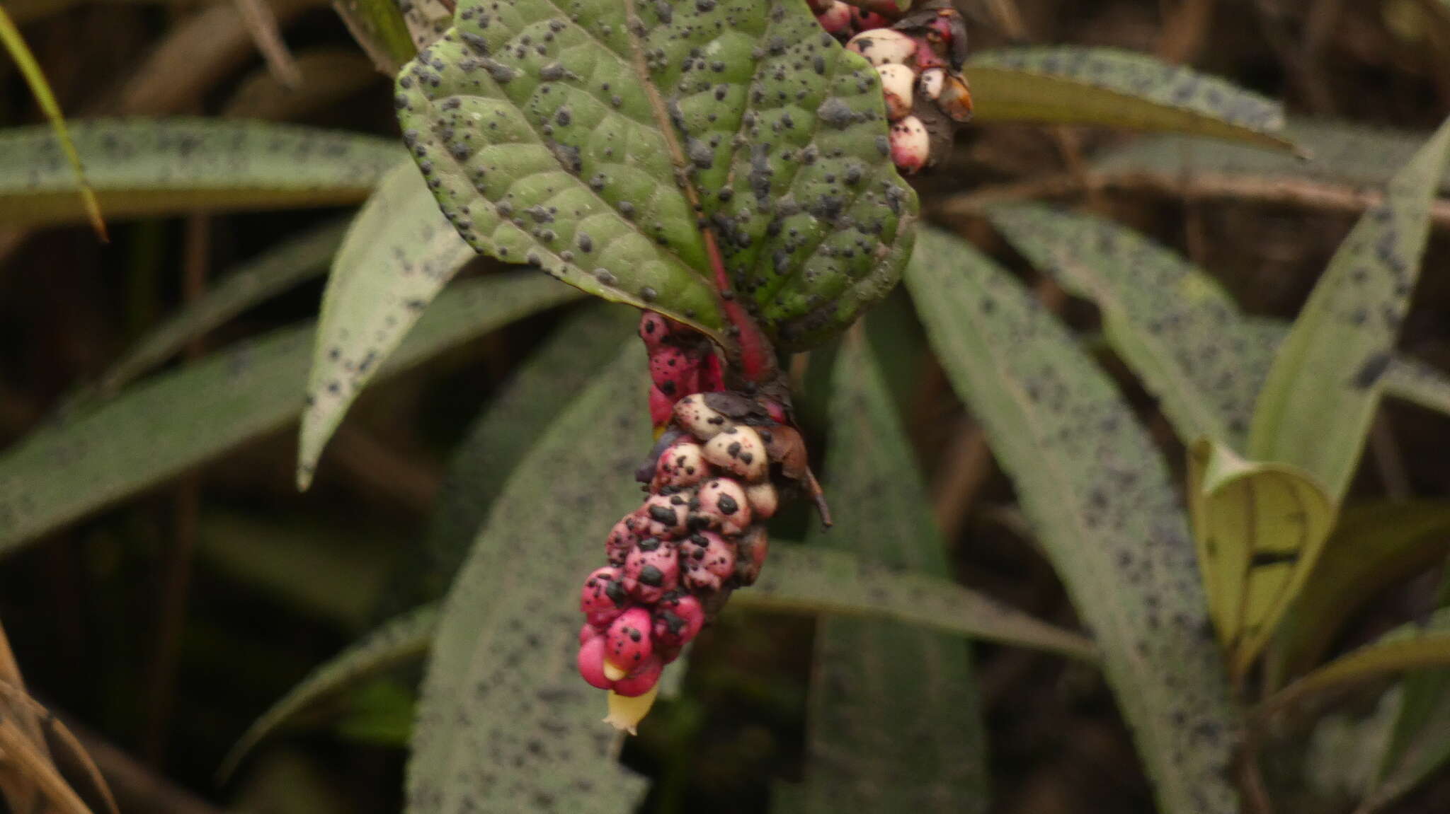 صورة Cavendishia axillaris A. C. Sm.