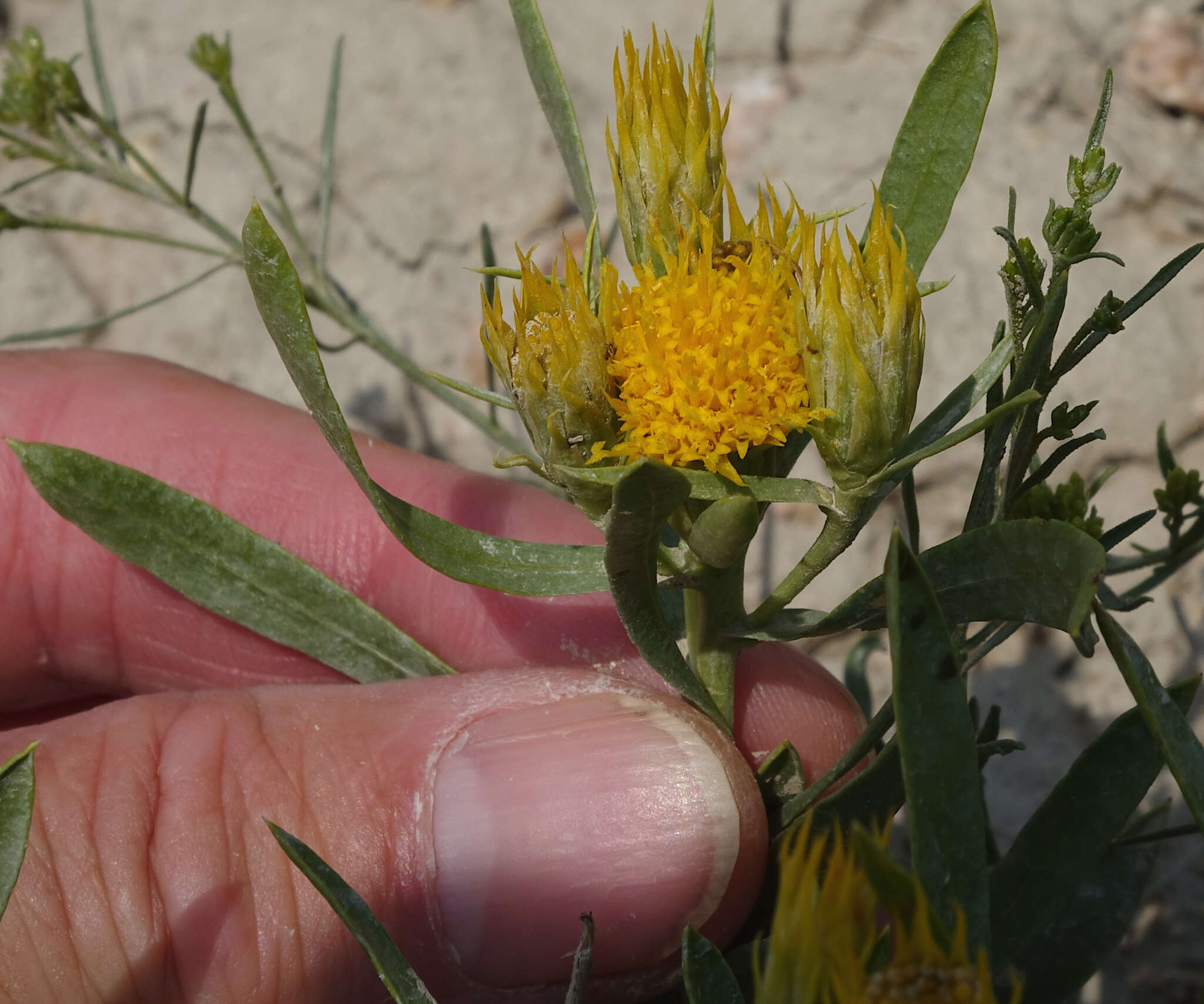 Imagem de Oonopsis wardii (A. Gray) Greene