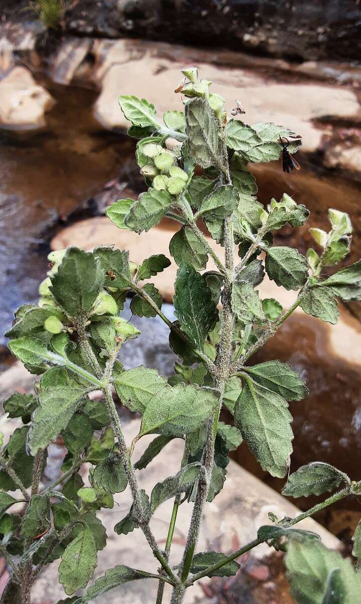 Image of Prostanthera incana A. Cunn. ex Benth.