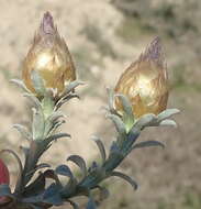 Image of Helichrysum retortum (L.) Willd.