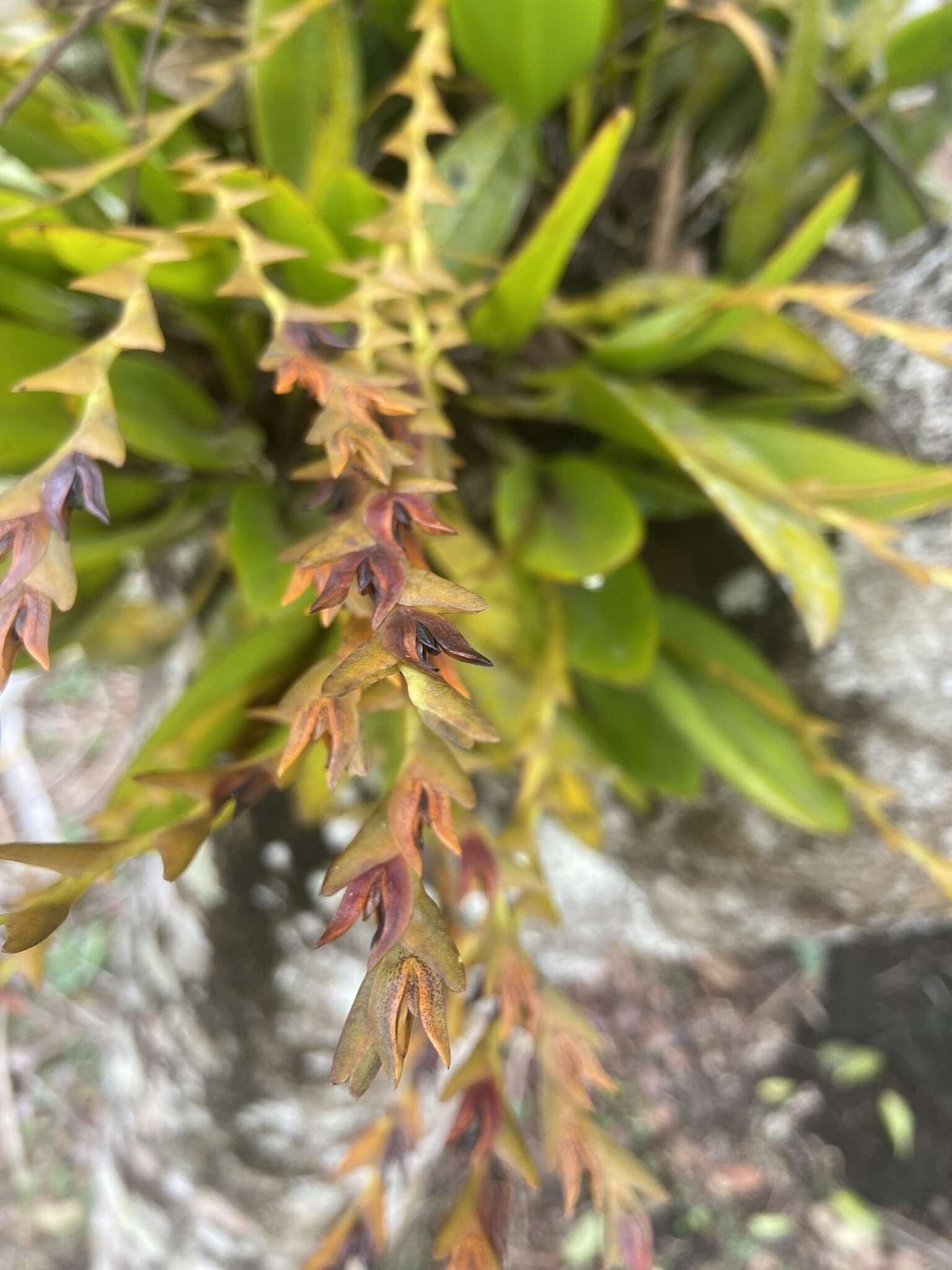 Image of Acianthera glumacea (Lindl.) Pridgeon & M. W. Chase