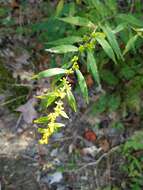 Image of <i>Solidago <i>caesia</i></i> var. caesia