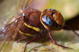 Image of Brown Hawker