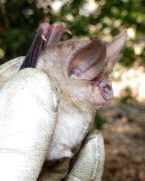 Image of Bushveld Horseshoe Bat