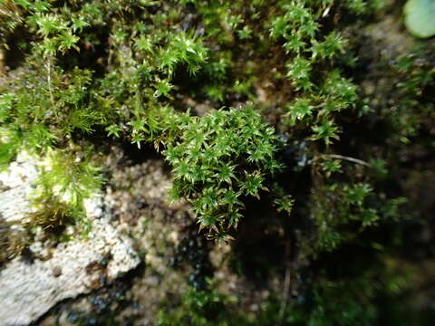 Image of zygodon moss