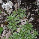 Image of Saxifraga hostii subsp. rhaetica (Kerner) Br.-Bl.