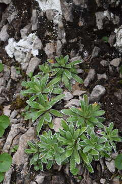 Image of Saxifraga hostii subsp. rhaetica (Kerner) Br.-Bl.