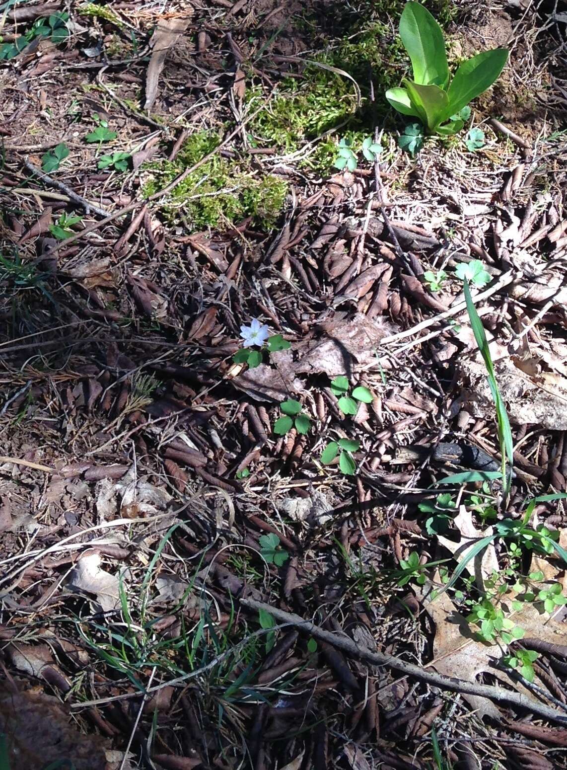 Image of Rue-Anemone