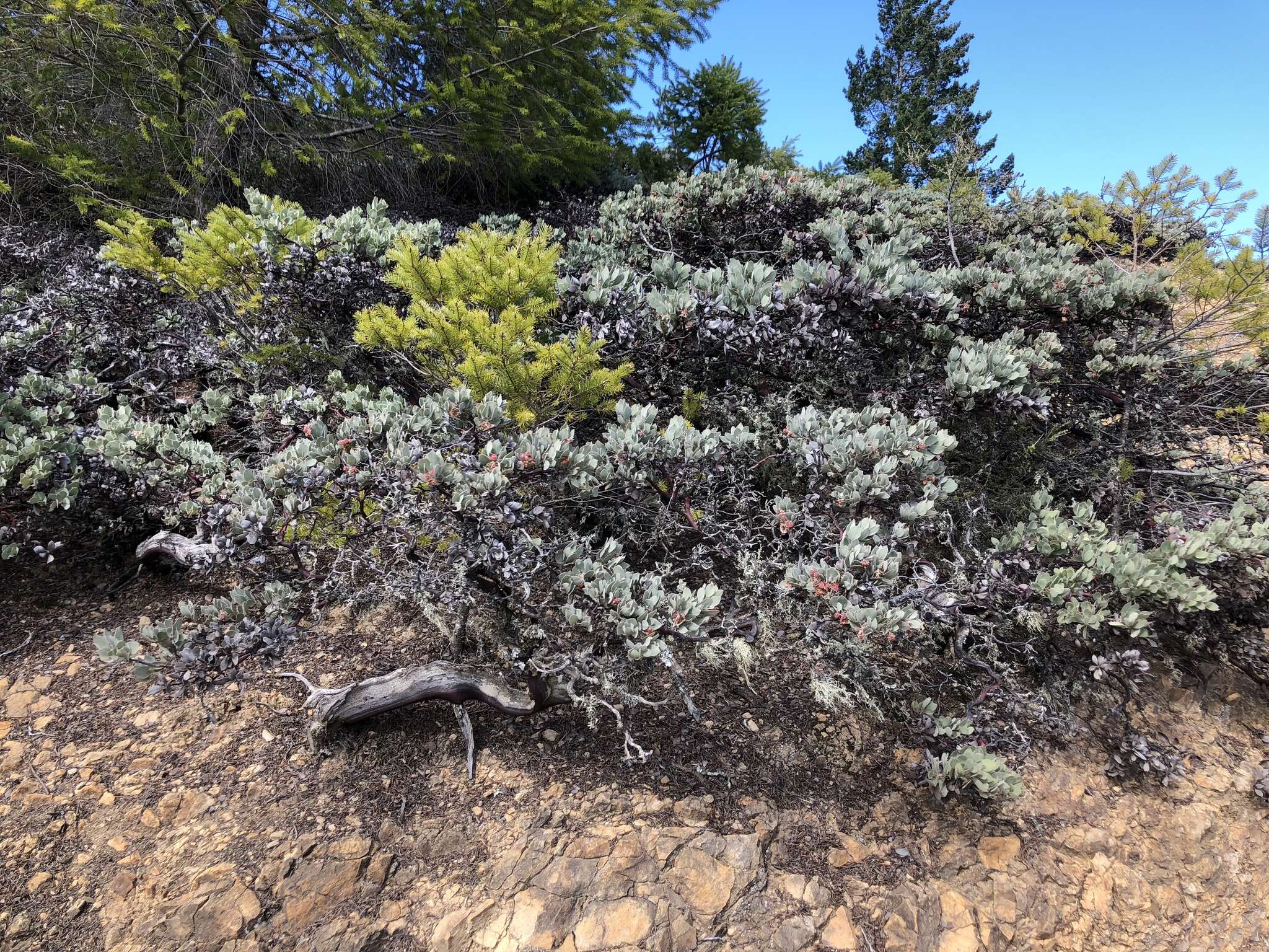 Image of hoary manzanita