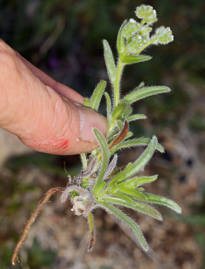 Plancia ëd Cryptantha barbigera var. barbigera