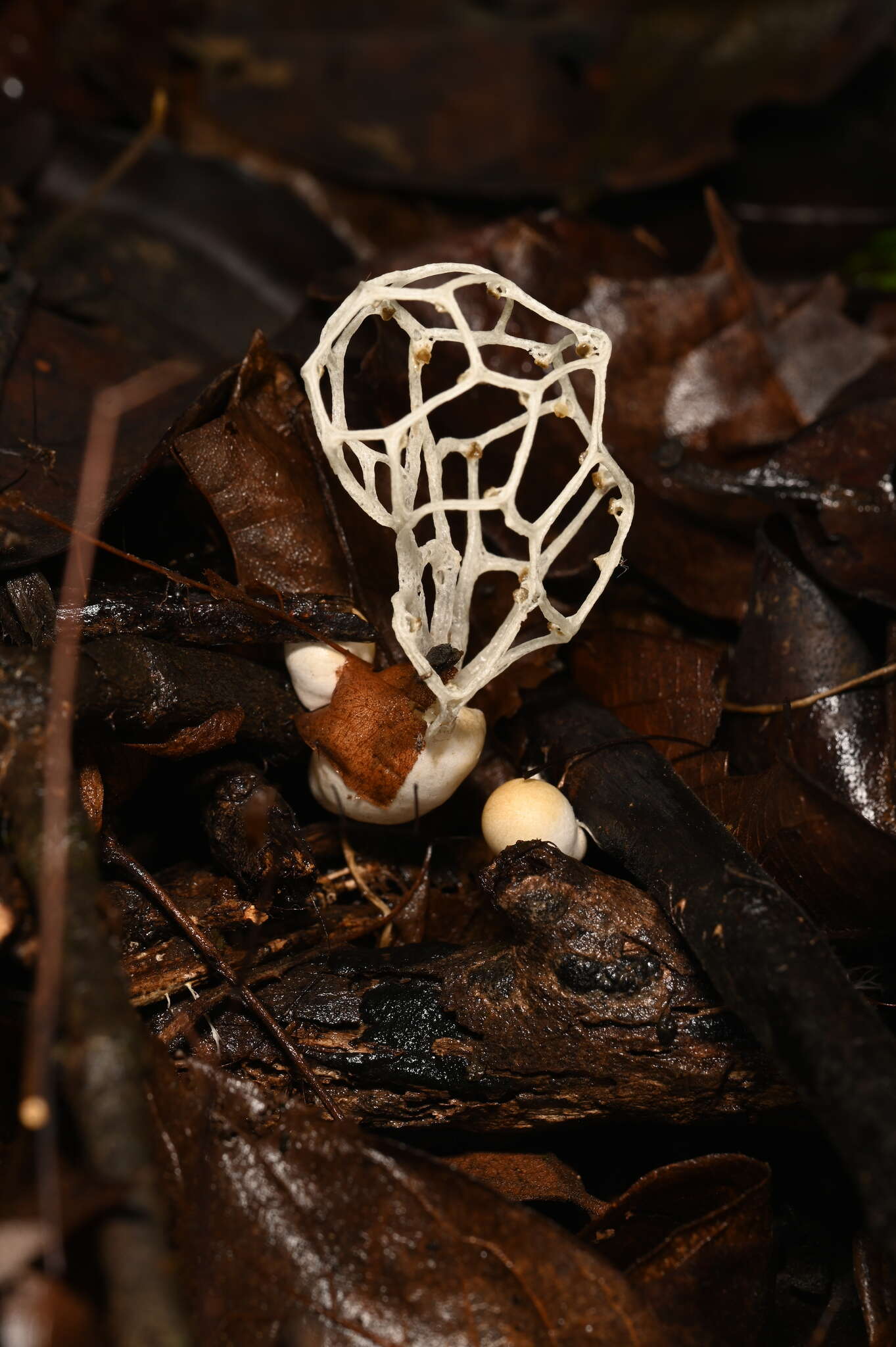 Image of Clathrus delicatus Berkeley & Broome 1875